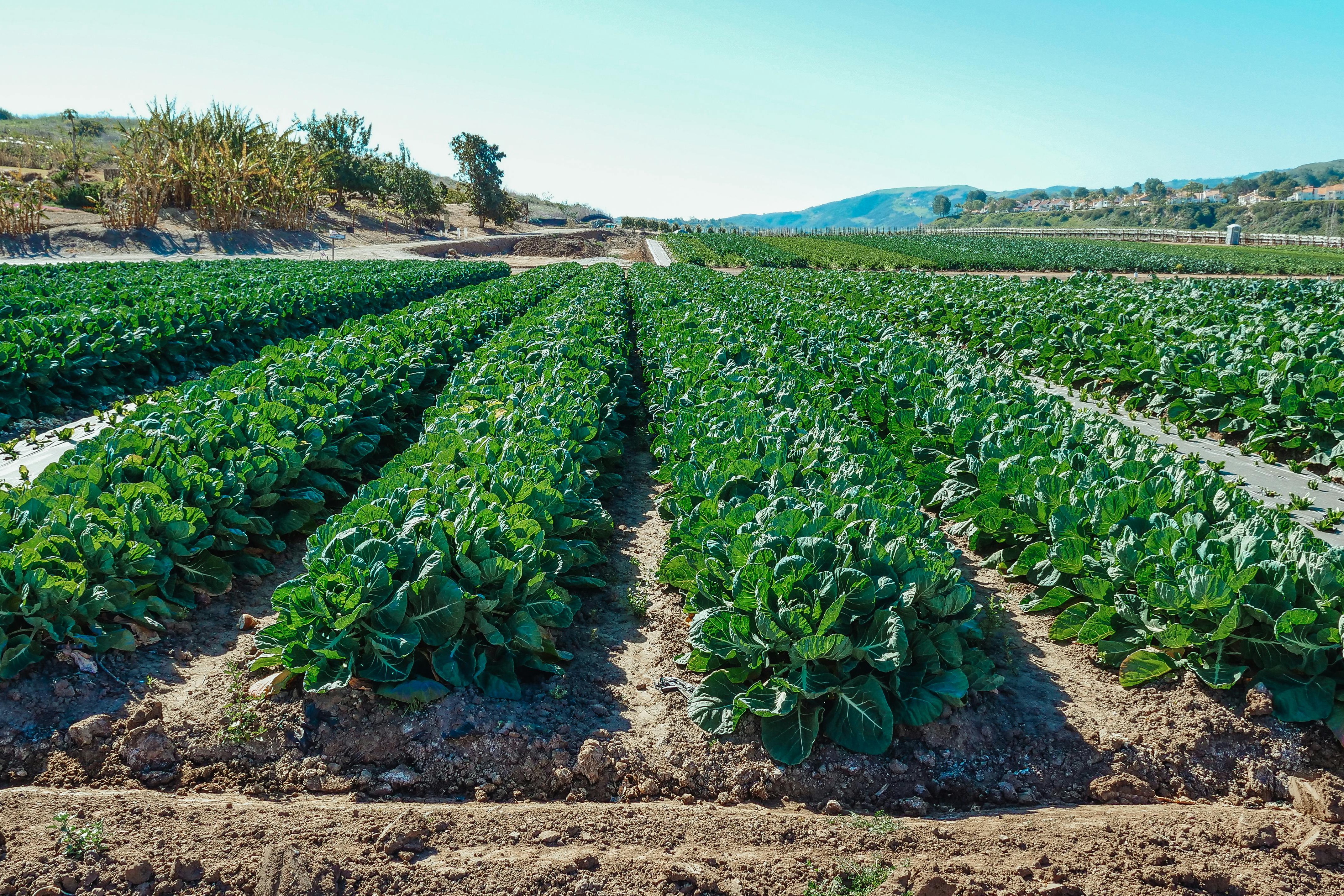 onion field cultivation in garden